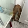 Illustration : 15 photos qui prouvent que les chats roux ne sont pas des matous comme les autres