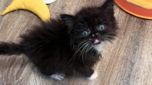 Illustration : "Atteinte d’un léger handicap physique, cette petite chatte peine à trouver une famille mais peut heureusement compter sur sa maman d’accueil "