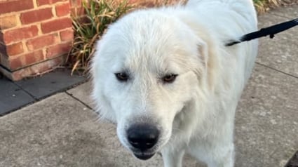Illustration : Un chien volé dans son jardin en pleine nuit est retrouvé le surlendemain chez une inconnue à 2 km de là 