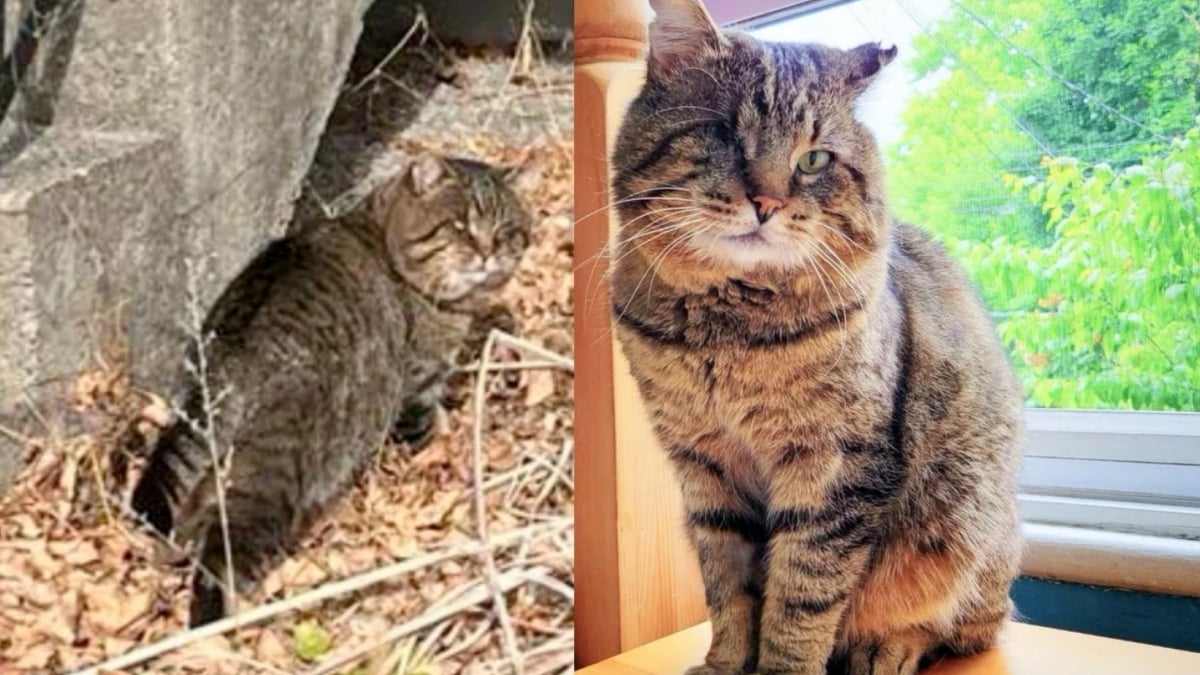 Illustration : "Capturé dans un patio grâce à un piège spécialement conçu, ce chat qui n’a qu’un œil peut enfin baisser sa garder et profiter d’un doux quotidien "