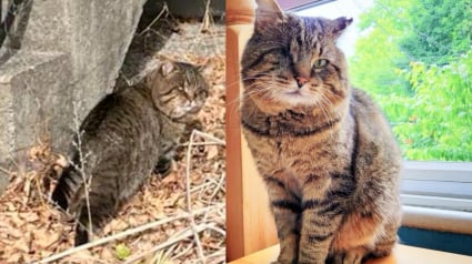 Illustration : Capturé dans un patio grâce à un piège spécialement conçu, ce chat qui n’a qu’un œil peut enfin baisser sa garder et profiter d’un doux quotidien 