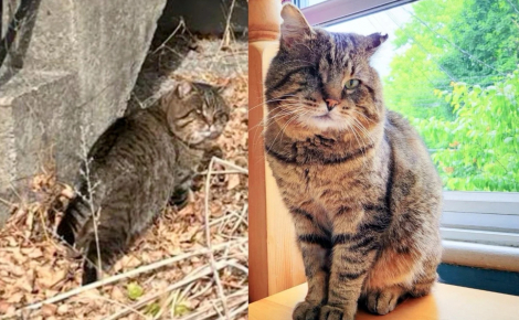 Capturé dans un patio grâce à un piège spécialement conçu, ce chat qui n’a qu’un œil peut enfin baisser sa garder et profiter d’un doux quotidien 