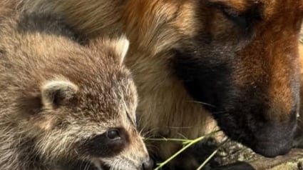 Illustration : Ce Berger Allemand devient le protecteur inattendu d’un bébé raton laveur venu se réfugier dans son jardin (vidéo)