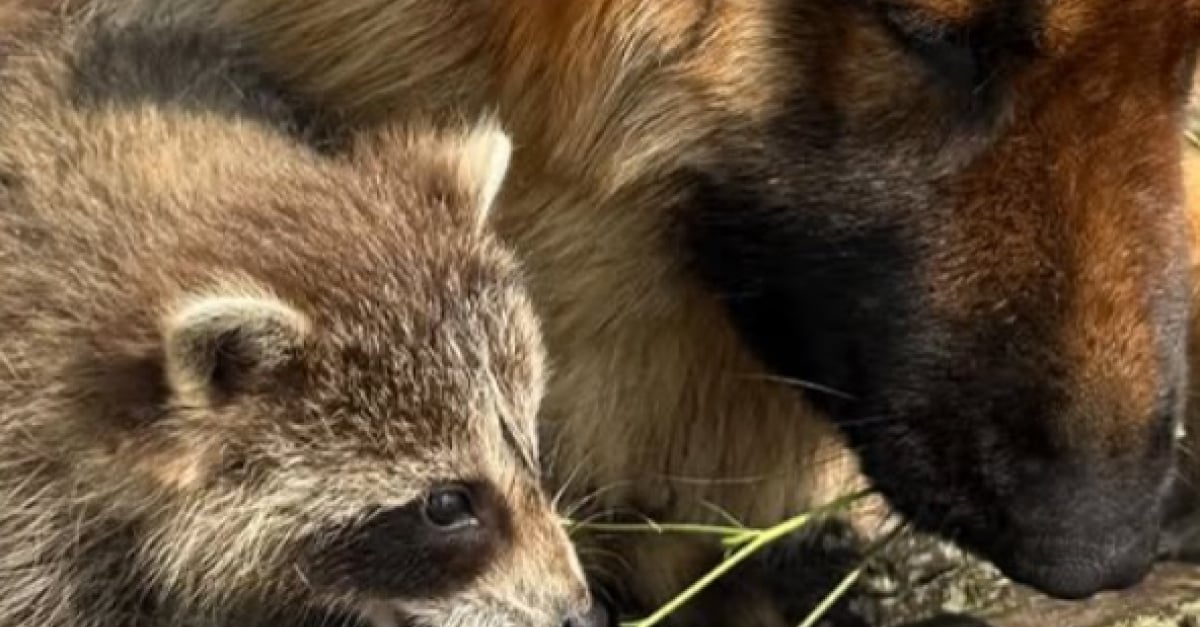 Bebe Raton L Ce Berger Allemand devient le protecteur inattendu d’un bébé raton ...