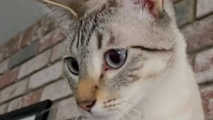 Illustration : "Ce chat qui raffole des fruits goûte une banane pour la première fois et sa réaction révèle sans doute une première déception (vidéo)"
