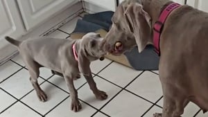 Illustration : Ils rendent un chiot 24 heures après son adoption, car il les a empêchés de dormir et fait ses besoins partout (vidéo)