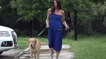 Illustration : Une femme se jette sur un alligator pour sauver sa chienne attaquée en pleine promenade