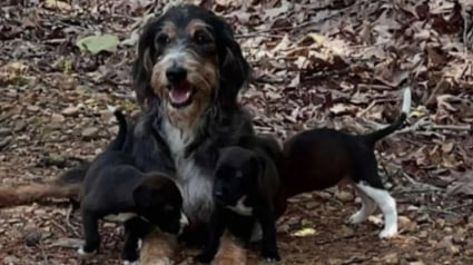 Illustration : Affamée et épuisée, une chienne trouve enfin du réconfort en réalisant qu'elle et ses 3 chiots sont désormais entre de bonnes mains