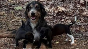 Illustration : "Affamée et épuisée, une chienne trouve enfin du réconfort en réalisant qu'elle et ses 3 chiots sont désormais entre de bonnes mains"