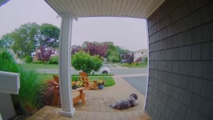 Illustration : "Un chien s'échappe du salon de toilettage et rentre seul à la maison pour attendre sagement sur le perron (vidéo)"