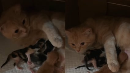 Illustration : Cette jeune chatte découvre la maternité, puis le deuil, en donnant naissance à ses premiers chatons (vidéo)