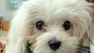 Illustration : "Condamné à cause d’un cœur défectueux, ce Bichon de 3 kilos devient le tout premier chien sauvé par une nouvelle opération porteuse d'espoir"