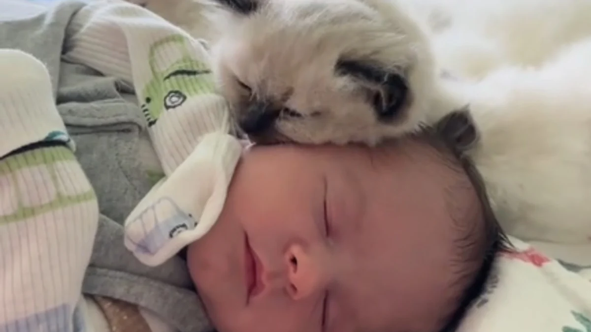 Illustration : "Un chaton Ragdoll rencontre un bébé et s’attache si fort à lui qu’il ne veut plus le quitter (vidéo)"