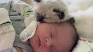 Illustration : "Un chaton Ragdoll rencontre un bébé et s’attache si fort à lui qu’il ne veut plus le quitter (vidéo)"
