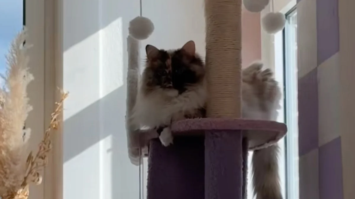 Illustration : "Cette chatte chimère au visage parfaitement divisé est parfaitement consciente de la fascination qu'elle peut générer (vidéo)"