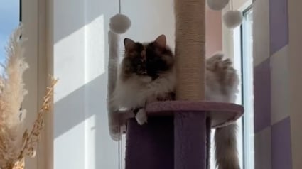 Illustration : Cette chatte chimère au visage parfaitement divisé est parfaitement consciente de la fascination qu'elle peut générer (vidéo)