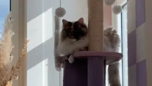 Illustration : "Cette chatte chimère au visage parfaitement divisé est parfaitement consciente de la fascination qu'elle peut générer (vidéo)"