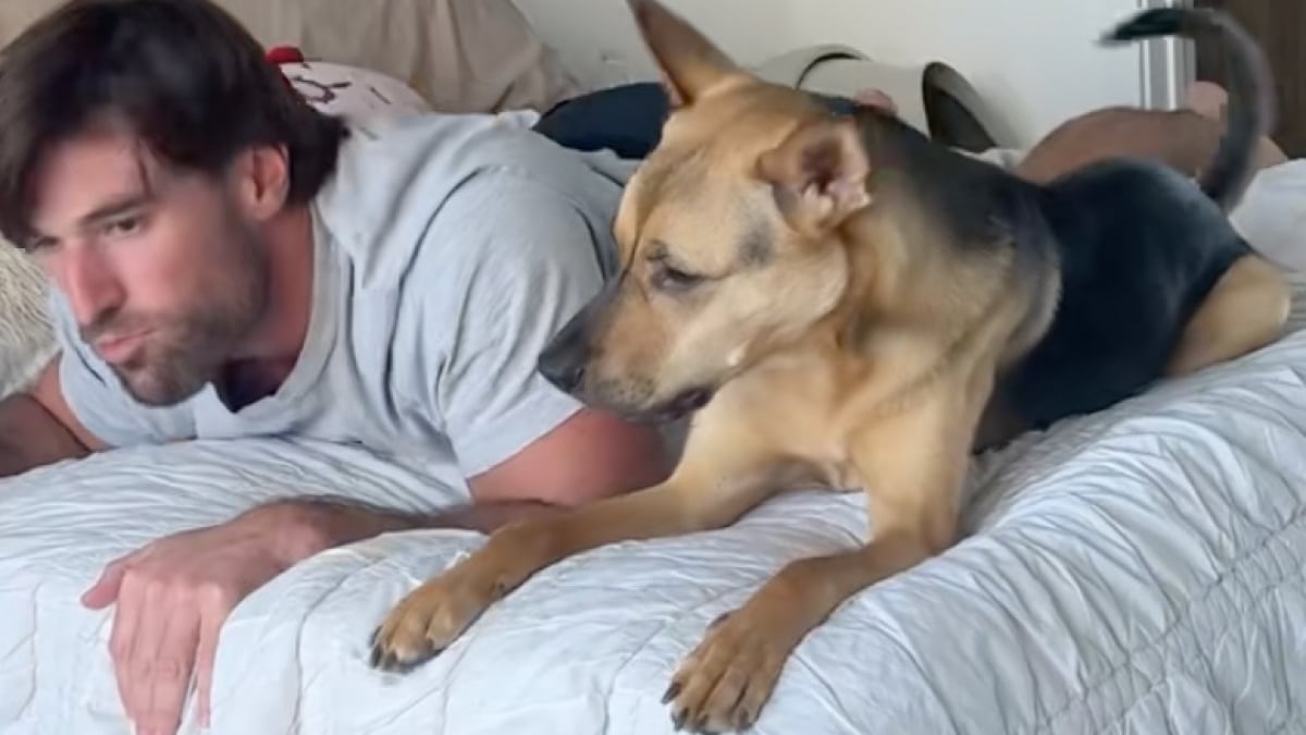 Illustration : "Ce propriétaire tente d’imiter les moindres faits et gestes de son chien, mais doit faire face à sa mine perplexe voire déconcertée (vidéo)"