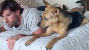 Illustration : "Ce propriétaire tente d’imiter les moindres faits et gestes de son chien, mais doit faire face à sa mine perplexe voire déconcertée (vidéo)"
