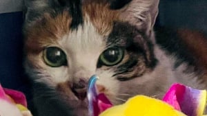 Illustration : "Des nouvelles de Xiao Mao, la chatte qui a voyagé dans un conteneur de la Chine jusqu’en Amérique"