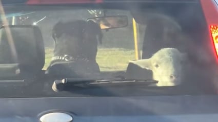 Illustration : Un automobiliste roule tranquillement et découvre un chien et un mouton en duo sur la banquette arrière (vidéo)