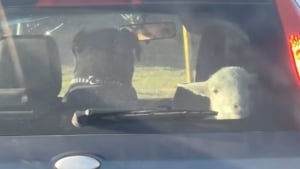 Illustration : Un automobiliste roule tranquillement et découvre un chien et un mouton en duo sur la banquette arrière (vidéo)