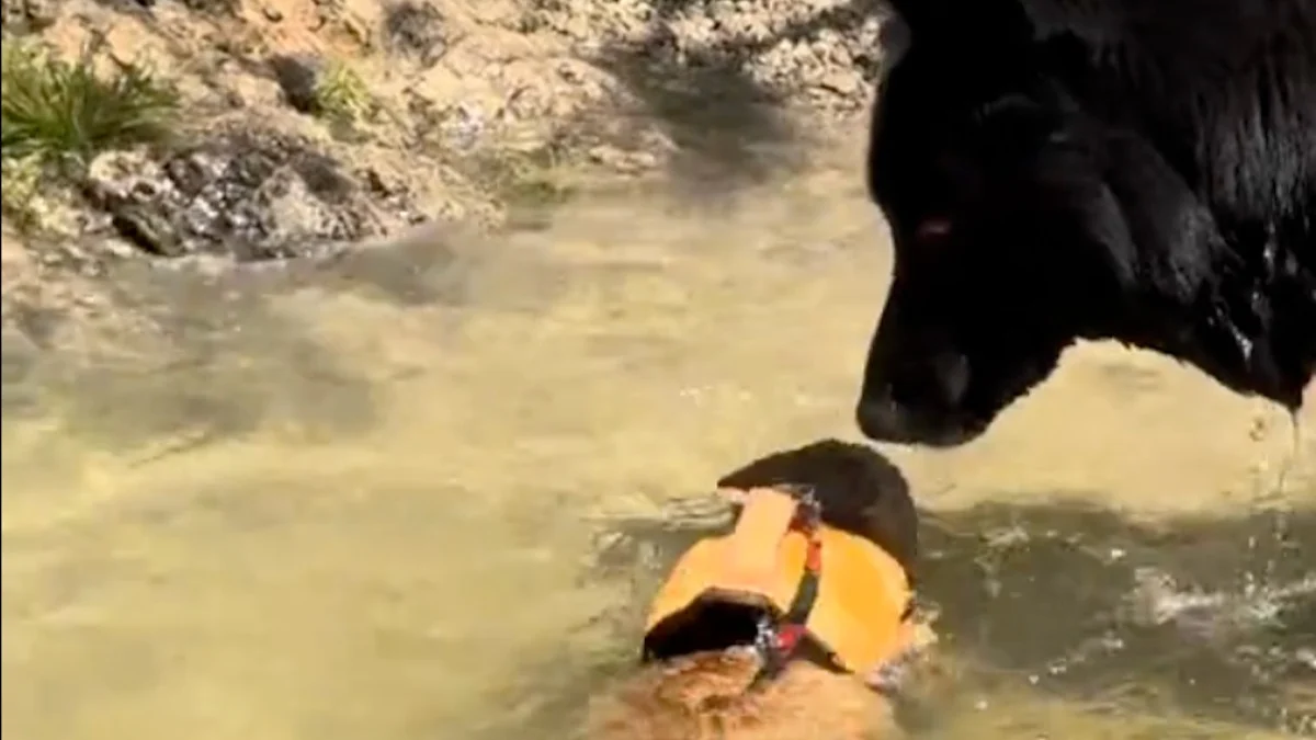 Illustration : "Ce chat qui ne veut jamais être séparé de son meilleur ami chien saute dans une rivière pour le rejoindre (vidéo)"