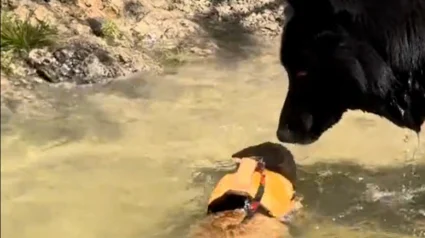 Illustration : Ce chat qui ne veut jamais être séparé de son meilleur ami chien saute dans une rivière pour le rejoindre (vidéo)