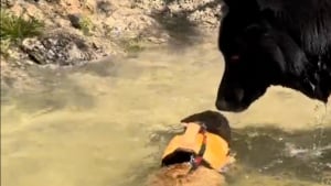Illustration : "Ce chat qui ne veut jamais être séparé de son meilleur ami chien saute dans une rivière pour le rejoindre (vidéo)"