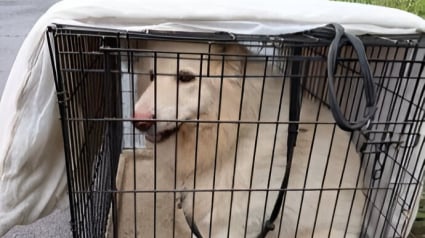 Illustration : Des bénévoles vont travailler au refuge et trouvent un chien enfermé dans une cage, abandonné sans un mot, et espèrent lui offrir un nouveau départ