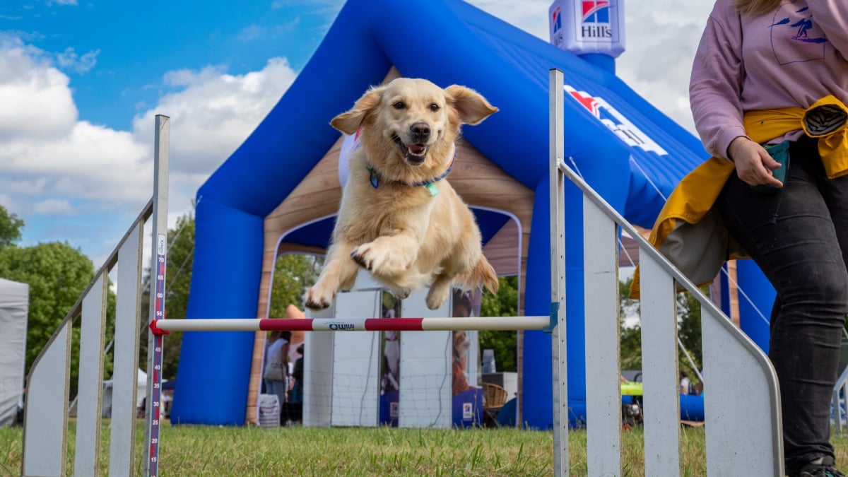 Illustration : "J-7 avant Canidays avec Hill’s, le week-end le plus « dogfriendly » de l’année"