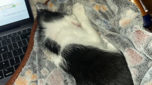 Illustration : "La photo touchante d’un chat qui s’est endormi en sécurité pour la première fois après avoir été sauvé "