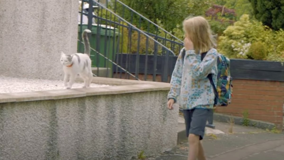 Illustration : "Tous les matins, cette chatte accompagne son jeune maître à l’école et apporte de la joie dans la cour de récréation (vidéo)"