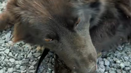 Illustration : L’instinct d’une chienne maltraitée la conduit dans le jardin de son voisin, qui fait alors tout pour obtenir sa garde (vidéo) 