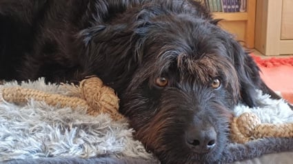 Illustration : Ce chien rêve d'être adopté par une famille aimante et dynamique, mais ne reçoit aucune demande malgré ses nombreuses qualités