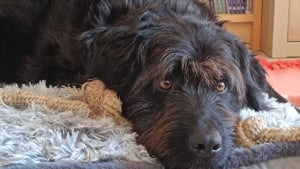Illustration : "Ce chien rêve d'être adopté par une famille aimante et dynamique, mais ne reçoit aucune demande malgré ses nombreuses qualités"
