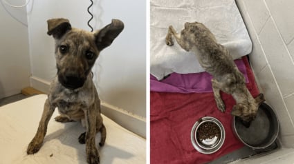 Illustration : Affamés et déshydratés, ces 6 chiots ont failli mourir avant qu’un refuge ne leur offre une seconde chance