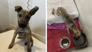 Illustration : Affamés et déshydratés, ces 6 chiots ont failli mourir avant qu’un refuge ne leur offre une seconde chance
