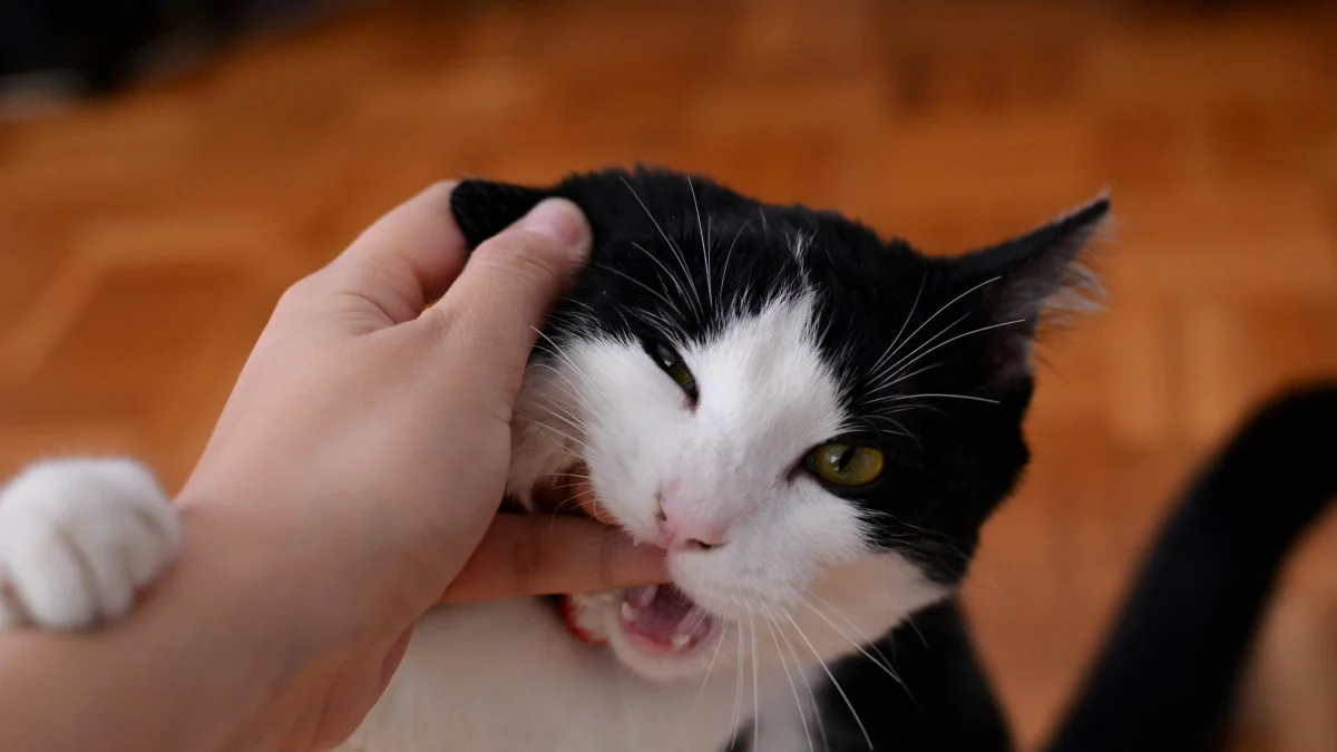 Illustration : "10 choses à ne jamais faire en présence d'un chat anxieux"