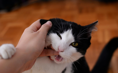 10 choses à ne jamais faire en présence d'un chat anxieux