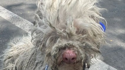 Illustration : Une femme s’arrête au bord d’une route pour aller à la rencontre d’un chien errant au pelage emmêlé et découvre que ses propriétaires avaient perdu sa trace depuis plusieurs mois