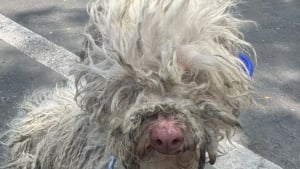 Illustration : Une femme s’arrête au bord d’une route pour aller à la rencontre d’un chien errant au pelage emmêlé et découvre que ses propriétaires avaient perdu sa trace depuis plusieurs mois