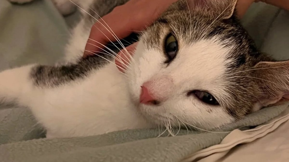 Illustration : "Une mère accueille une chatte censée devenir maman d’adoption, mais l’animal lui offre un autre cadeau précieux"