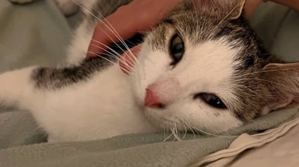 Illustration : Une mère accueille une chatte censée devenir maman d’adoption, mais l’animal lui offre un autre cadeau précieux