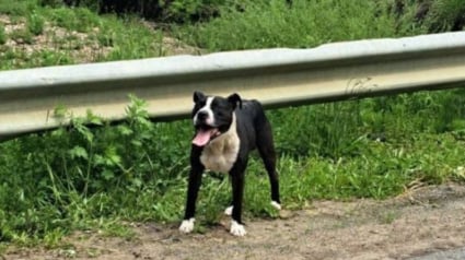 Illustration : Retrouvé amaigri sur une route isolée, ce chien voit son propriétaire maltraitant enfin arrêté