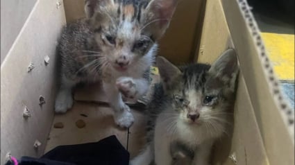 Illustration : La gérante d'un magasin aide des chatons abandonnés dans un carton « à prendre le nouveau départ qu’ils méritent » (vidéo)