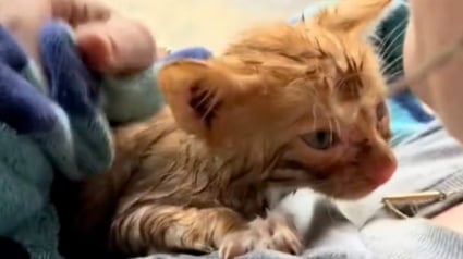 Illustration : Prête à tout pour aider un chaton en détresse, une femme au grand cœur n’hésite pas à braver une tempête pour le mettre à l’abri (vidéo)