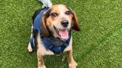 Illustration : Frappé à l’aéroport après avoir détecté des produits interdits, un chien des douanes a eu une réaction qui force le respect