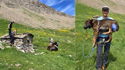 Illustration : Un berger sent une odeur étrange en montagne, il découvre 2 Malinois affamés dans une cabane et les met hors de danger