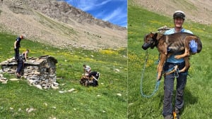 Illustration : "Un berger sent une odeur étrange en montagne, il découvre 2 Malinois affamés dans une cabane et les met hors de danger"
